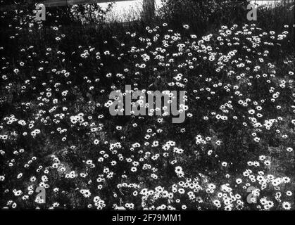 Dia Porto, Fensterbild mit Sommermotiven, Blumenbeet aus Gänseblümchen. Stockfoto