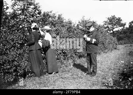 Die Bilder von Königin Victoria. Zwei Damen pflücken etwas aus einem Busch, neben dem Studium eines Mannes, was er in der Hand hat. Wahrscheinlich Öland? Stockfoto