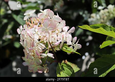 Nahaufnahme von zweifarbigen weißen und rosa Hortensien Stockfoto