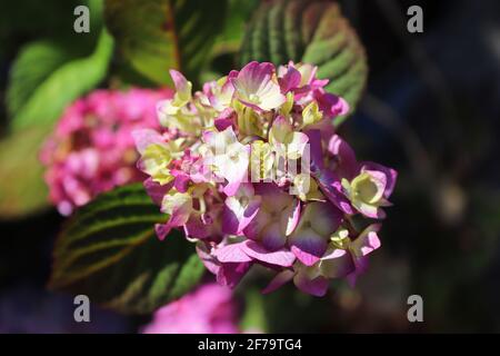 Nahaufnahme von zweifarbigen weißen und rosa Hortensien Stockfoto