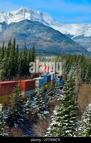 Ein mit Containern beladener kanadischer Güterzug fährt um eine Ecke in einem bewaldeten Gebiet der felsigen Berge von Alberta Canada. Stockfoto