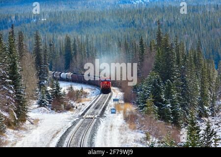 Ein kanadischer Güterzug, der mit Eisenbahnwaggons beladen ist, fährt um eine Ecke in einem bewaldeten Gebiet der felsigen Berge von Alberta, Kanada. Stockfoto