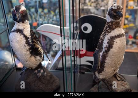 Cuxhaven, Deutschland. März 2021. Pinguinexemplare sind im Museum ausgestellt. Pinguine wo auch immer Sie hinschauen: Ob als Plüschtier, als Sammlerfigur oder an Krawatten - das Cuxhaven Penguin Museum wimmelt von Fracken. Quelle: Sina Schuldt/dpa/Alamy Live News Stockfoto