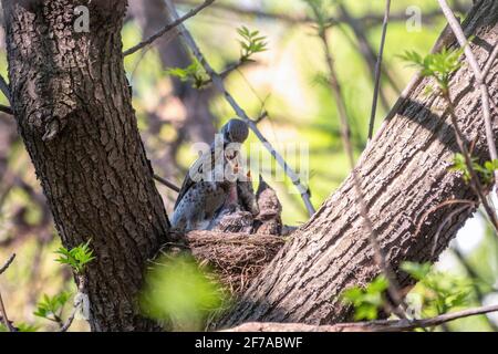 Soor Feldfare Fütterung Küken mit Regenwürmern. Soor, Turdus pilaris, mit neugeborenen Babys im Nest. Wildtierszene aus dem Frühlingswald. Stockfoto