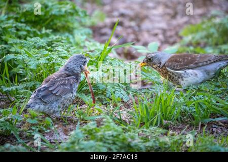 Soor fieldfare, Turdus pylaris, füttert das Küken mit Regenwürmern auf dem Boden. Ein erwachsenes Küken verließ das Nest, aber seine Eltern kümmern sich weiterhin um das Nest Stockfoto