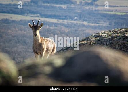 Wilde Ziegen auf einem Stein in La Pedriza, Spanien. Ländliche und Berglandschaft im Nationalpark Sierra de Guadarrama Stockfoto