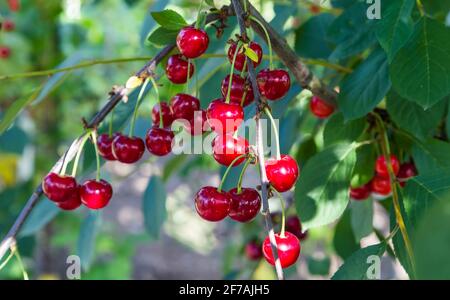 Ein Kirschbaum mit reifen und süßen Kirschen auf einem Zweig mit grünen Blättern im Garten. Stockfoto