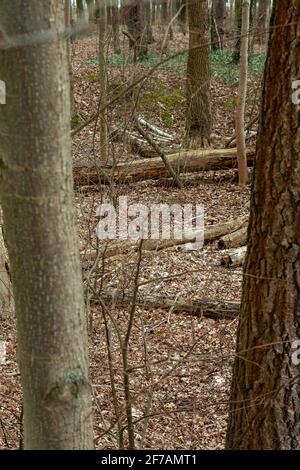 Alte, gefallene Bäume in einem Frühlingswald. In Erwartung des Frühlings. Spaziergang im Wald. Faule Bäume. Stockfoto