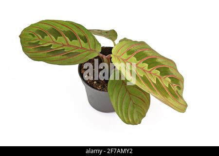 Kleine exotische Hauspflanze „Maranta Leuconeura Fascinator“ im Blumentopf Isoliert auf weißem Hintergrund Stockfoto