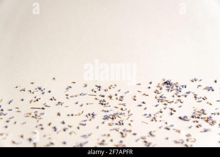 Getrocknete Lavendel Kräuter Blüten auf grauem Hintergrund verstreut. Stockfoto