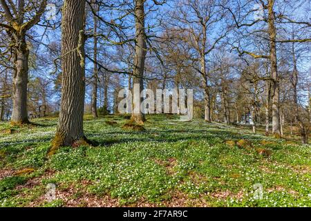 Eichenweide mit Holzanemone im Frühjahr Stockfoto