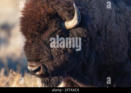 Ein Bison, gesehen auf der Mormon Row im Grand Teton National Park, WY. 13/10/05. Stockfoto