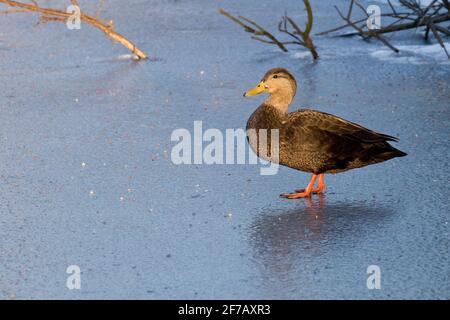 American Black Duck (Anas rubripes) auf einem eisbedeckten Teich in Long Island, New York Stockfoto