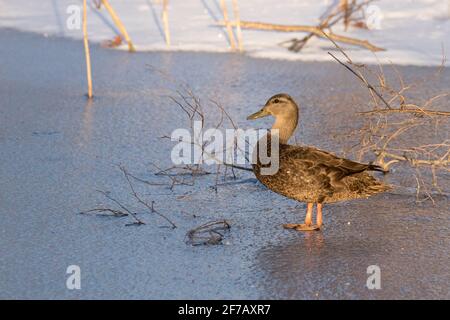 American Black Duck (Anas rubripes) auf einem eisbedeckten Teich in Long Island, New York Stockfoto