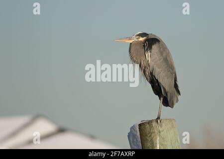 Great Blue Heron (Ardea herodias) auf einem Hügel in Long Island, New York Stockfoto