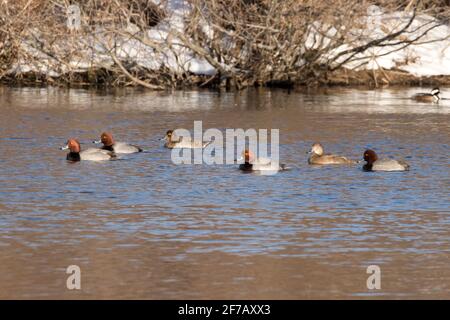 Rotschopf-Enten (Aythya americana) auf einem See im Winter, Long Island, New York Stockfoto