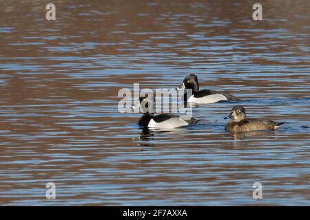 Ringhalsenten (Aythya collaris) auf einem See in Long Island, New York Stockfoto