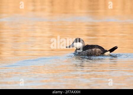 Ruddy Duck (Oxyura jamaicensis) schwimmend in einem Flutbach, Long Island, New York Stockfoto