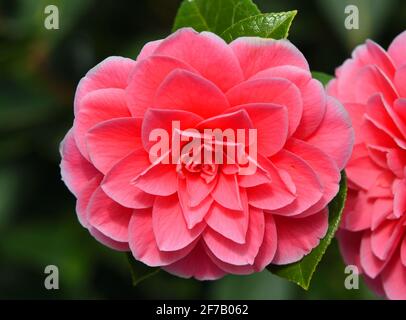 Camellia japonica Pink Perfection - Double Pink Flower in Bloom. Stockfoto