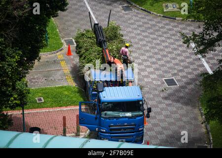 Während des Baumschnittes werden die Reste der Äste und Blätter hochgeladen und auf den Kranwagen gestapelt. Stockfoto