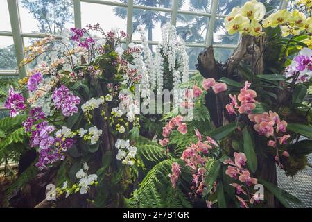 Kuratierte Orchideensammlung im Sembcorp Cool House im National Orchid Garden. Singapur. Stockfoto