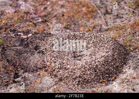 Ein kleiner Ameisenhaufen mit verstreuten Sandkörnern in der Nähe seines Eingangs. Stockfoto