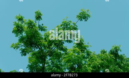 Die Zweige eines Baumes. Zweige gegen den blauen Himmel. Stockfoto