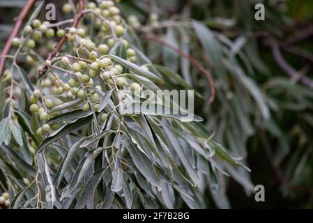 Elaeagnus commutata. Loch Silber. Zweig mit unreifen Beeren. Stockfoto