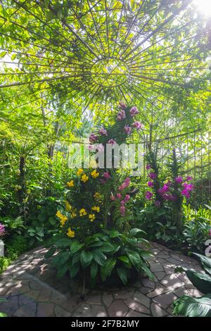 Design eines riesigen Käfigs, der mit Orchideen-Pflanzen in der Mitte, National Orchid Garden, Singapur gepflanzt wird. Stockfoto