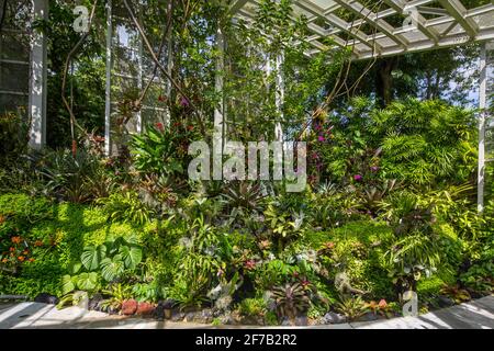 Neotropische Waldlandschaft auf 650 bis 1.000 Metern Höhe, die Sammlungen von Bromelien, Orchideen und Kletterern umfasst. Sembcorp Cool House. Stockfoto