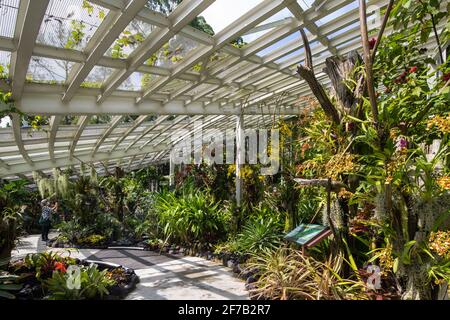 Neotropische Waldlandschaft auf 650 bis 1.000 Metern Höhe, die Sammlungen von Bromelien, Orchideen und Kletterern umfasst. Singapur. Stockfoto