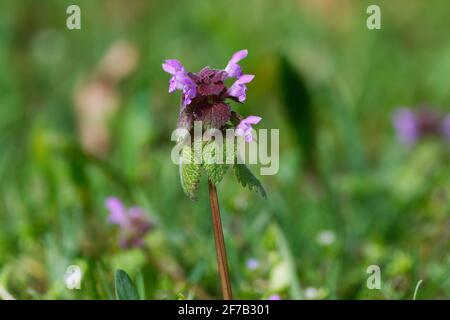 Lamium purpureum L. eine einzelne violette Totnessel auf einer Wiese vor verschwommenem Hintergrund Stockfoto