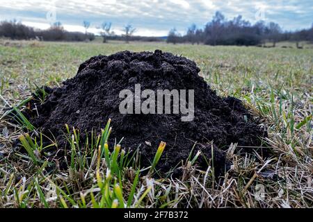 Frisch angehobener Molehill, satter schwarzer Boden Stockfoto