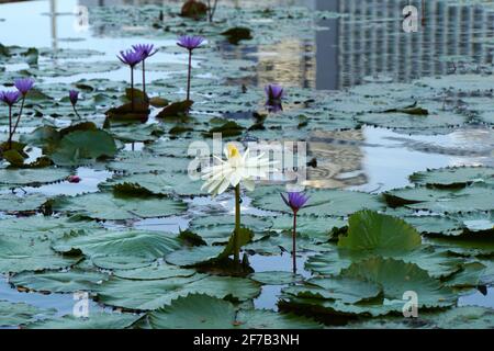 Gardens by the Bay, Singapur Stockfoto