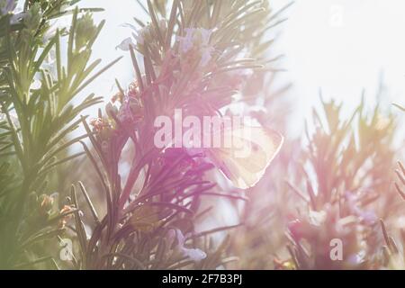 Weißkohlschmetterling auf blauen Rosmarinblüten. Tag Schmetterling lat. Pieris brassicae ernährt sich von Nektar. Helle Sommerstrahlen der Sonne. Makroatmosphäre Stockfoto