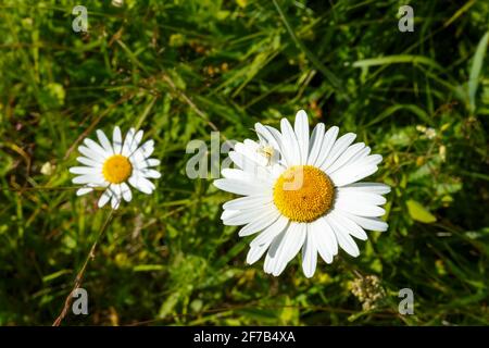 Kleine weiße Spinne auf den Kamillenblüten. Zwei Kamillenblüten auf einer grünen Wiese. Stockfoto