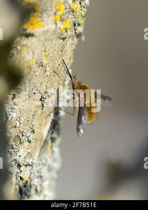 Bienenfliege (größer/dunkelkantig/große Bienenfliege: Bombylius major) Weibchen. Kent, Großbritannien, Anfang April Stockfoto