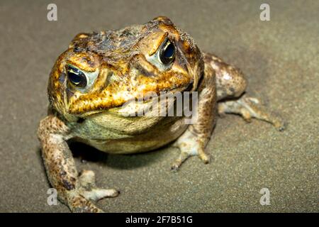 Cane Kröte, Giant Neotropical Kröte, Marine Kröte, Rhinella Marina, Marino Ballena Nationalpark, Uvita de Osa, Puntarenas, Costa Rica, Mittelamerika, Stockfoto