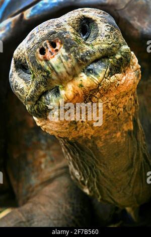 Galapagos-Riesenschildkröte, Chelonoidis nigra, Galapagos-Nationalpark, Galapagos-Inseln, UNESCO-Weltkulturerbe, Ecuador, Amerika Stockfoto