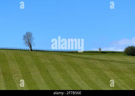 Baum auf einem Hügel mit einem grünen Feld Stockfoto