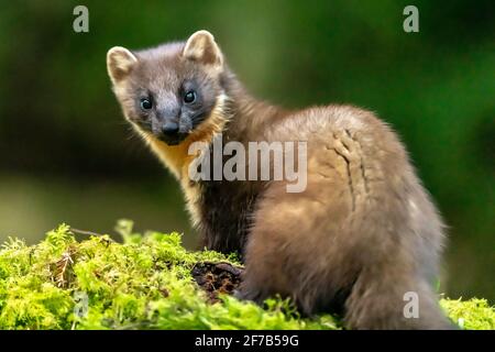 Welsh Pine Marten (Martes Martes) im Dyfi Forest, North Wales. Stockfoto
