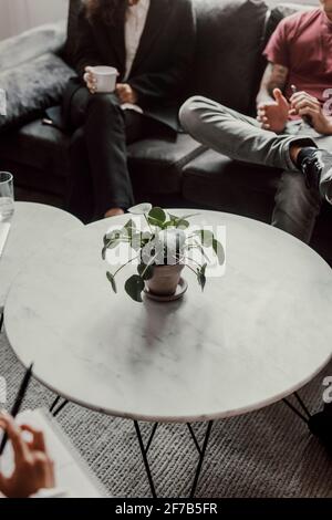 Topfpflanze auf Tisch Stockfoto