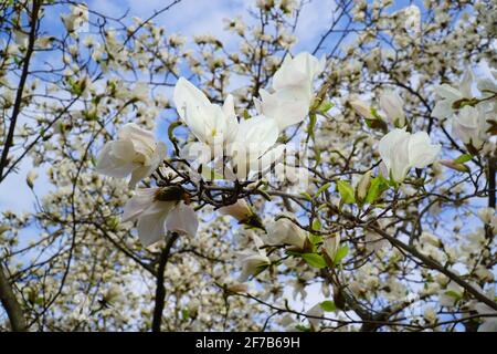 Magnolien blüht im Frühling im japanischen Satagaya-Garten in Wien (Österreich) Stockfoto