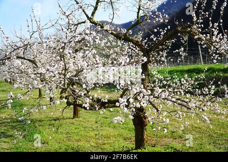 Frühling: Aprikosenblüte (Weltkulturerbe) in Wachau (Österreich) Stockfoto