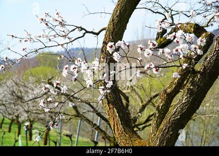 Frühling: Aprikosenblüte (Weltkulturerbe) in Wachau (Österreich) Stockfoto
