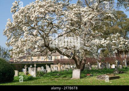 Magnolienbaum auf dem Kirchhof von St. Faith im cotswold-Dorf Overbury im Frühjahr. Cotswolds, Worcestershire, England Stockfoto