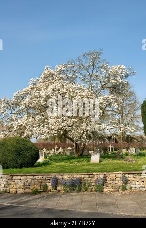 Magnolienbaum auf dem Kirchhof von St. Faith im cotswold-Dorf Overbury im Frühjahr. Cotswolds, Worcestershire, England Stockfoto