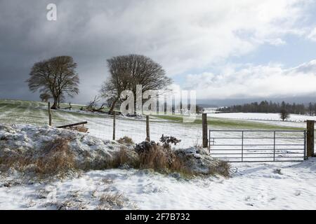 In der Nähe von Tynygraig, Ceredigion, Wales, Großbritannien. 06.April 2021 UK Wetter: Kalter Morgen, da die Gebiete von Ceredigion in der Mitte von Wales eine weiße Schneedecke bekommen. Foto aufgenommen in der Nähe von Tynygraig. © Ian Jones/Alamy Live News Stockfoto