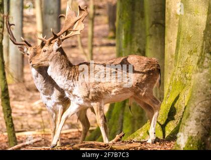 Dama dama (Damwild) Buck (Männchen) im Wald, Deutschland Stockfoto