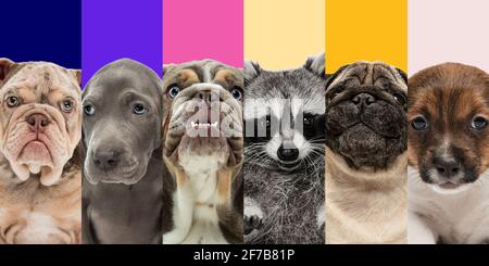 Collage aus fünf verschiedenen Hunderassen und niedlichem Waschbär. Nahaufnahmen. Stockfoto